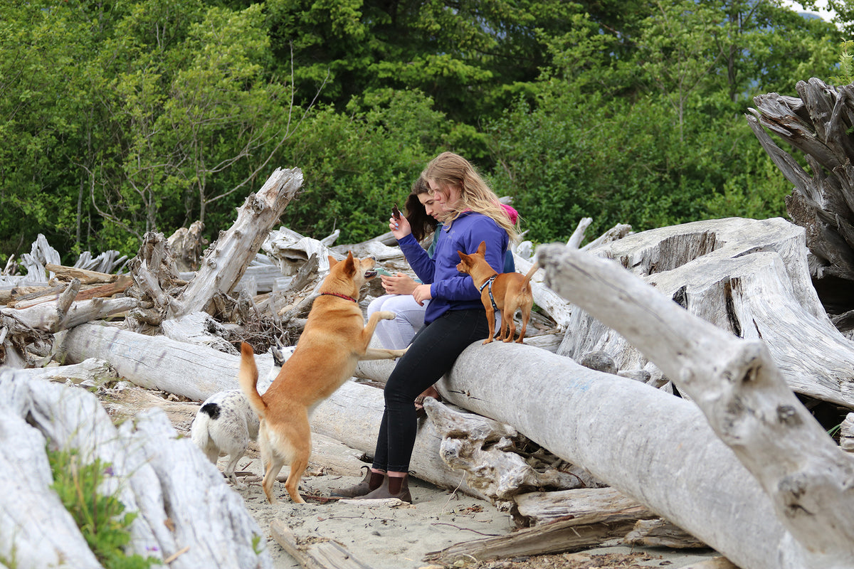 Shop dog collars and harnesses